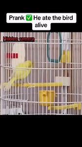 America: the land of big dreams and even bigger pranks! 😜😂🇺🇸 #PrankNation #FunnyUSA #ComedyLifestyle #FeelGoodLaughs #StarsAndSmiles | Municipal Tourism, Culture and the Arts Office