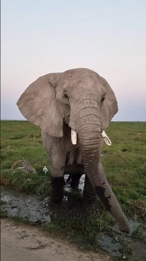 Giant Elephant in Amboseli | Wildlife Photography Kenya | African Safari | Wild Wonders Expeditions