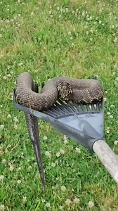 That time I had to relocate a Northern Cottonmouth with nothing but a rack... he looks so pleased 😂 Be sure to follow me #reels #snakes #animals #wildlife #nature #snake #share #followme #sundayfunday | DrewWild