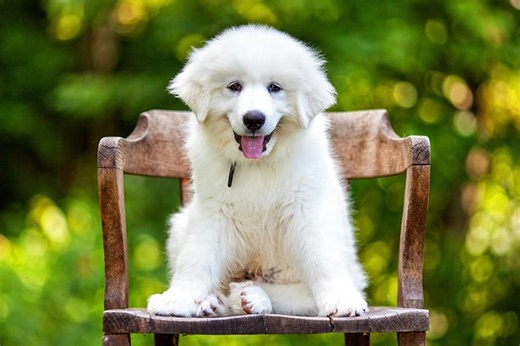 Great Pyrenees Puppies For Sale In San Diego, CA