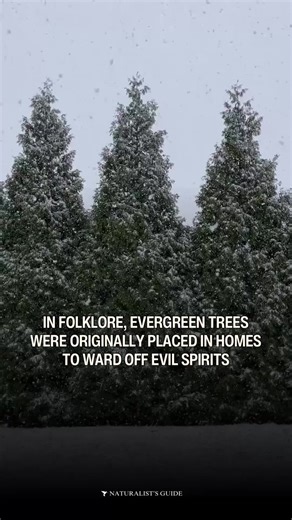 🎄Before they became Christmas trees… 🌲 In folklore, evergreen trees were placed in homes to ward off evil spirits as part of Pagan winter traditions.