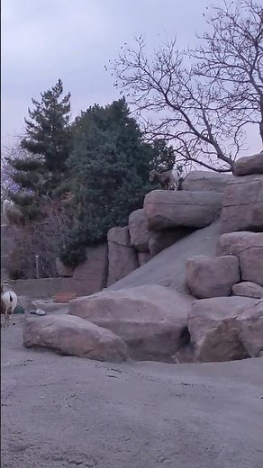 Rocky Mountain Bighorn Sheep Zoomies!