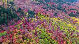 See the 'dazzling' fall colors of Utah's Ogden Valley | Travel Guide