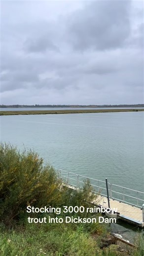 Stocking out 3000 rainbow trout in to Dickson Dam #fishing #stocking #trout #alberta #fyp #fishtok #fish #rainbowtrout
