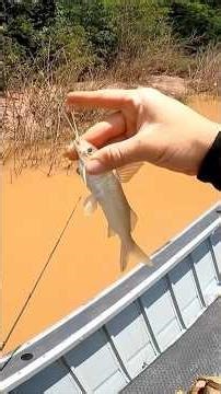 See how to differentiate between a crying catfish and one that doesn't cry - only 1 is suitable a...