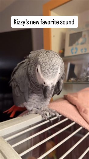 Birdmanbobby | I think this bird farts more than I do?!?! She’s constantly making fart sounds now. #rescueanimals #africangrey #rescueanimalsofinstagram... | Instagram