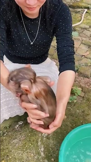 Cute Baby Monkey's First Bath! 🐵🛁 So Tiny & Adorable ❤️ #Shorts