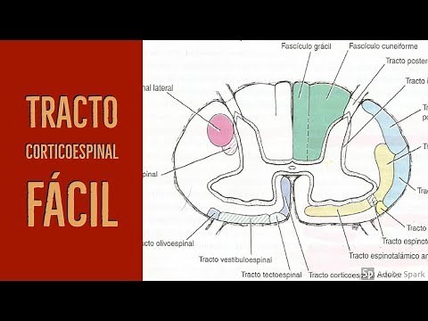 Corticospinal tract in 4 minutes