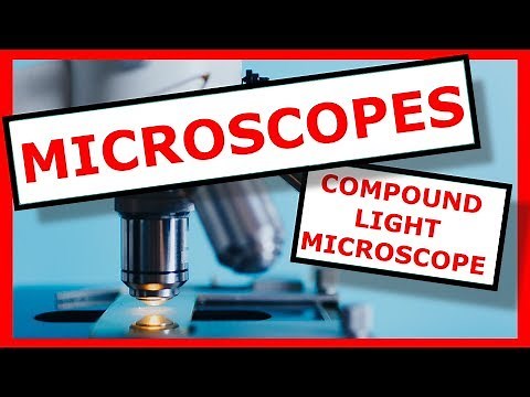 The Parts of a Compound Light Microscope