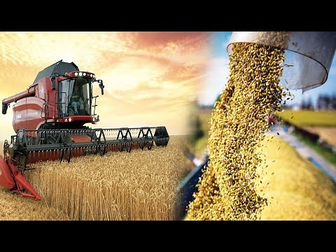 China's Most Unbelievable Rice Harvest Using Advanced Agriculture