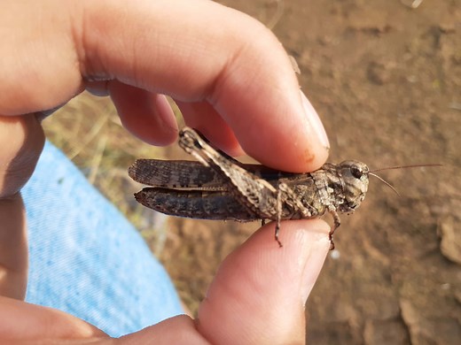 【昆虫食】バッタを捕まえて食べよう！