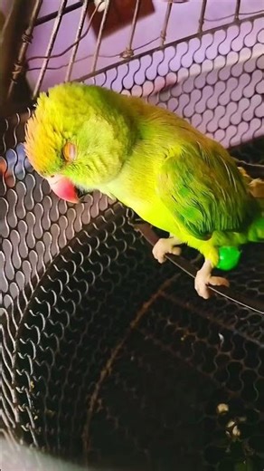 Parrot Play Tricks and Talents #shorts