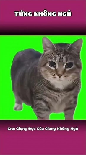 Sự thật về mèo UIA #short #foryou #meouia #uia #uiacat