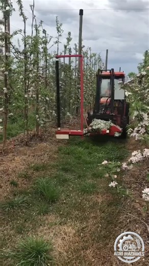 Fruit Thinning Machine DARWIN in Action || Field Demo in New Zealand | #fruit #mechanical #thinning