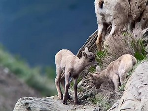 416K views · 9.2K reactions | Baby animals are here! All across the GYE new life has flooded the landscape. Check out this video of baby bighorns from a recent wildlife tour, estimated to be less than 48 hours old. Bighorn sheep live on the edge right from birth, and these youngsters were learning how to climb cliffs and scrapple up slopes. Video taken by Ecotour guide and naturalist @tyler_greenly | Jackson Hole EcoTour Adventures | Facebook