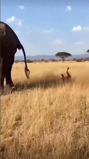 Elephant Poops With Massive Pressure 😱 You Won’t Believe This#junglelife #animallife
