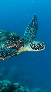 We are thrilled to announce that our Oceanic Dive Housing has been honored with a Red Dot Award for Product Design! This prestigious recognition highlights the exceptional quality and innovative design of our dive housing, setting it apart as one of the best products of the year. By winning the Red Dot Award, Oceanic Dive Housing has proven itself as a leader in design excellence and innovation within the diving industry. We are proud to offer products that not only meet but exceed the highest s