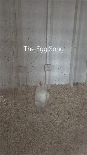 Dirk the Roo Part 2: This video Triggers Dirk! The EGG SONG #dirktheroo #triggered #eggsong