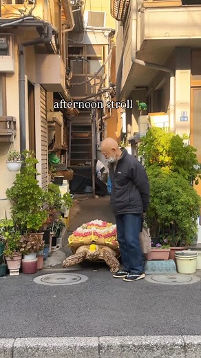 In the heart of Tokyo, amidst the hustle and bustle of the largest city in the world, time slows down for Hisao Mitani and his tortoise, Bon-chan, taking their daily stroll. Once small enough to fit in Mr. Mitani’s hand, Bon-chan has grown into a 70 kg local celebrity, often dressed in adorable seasonal outfits as he makes his way through town 🐢 Hisao Mitani didn’t know that the little shell of an African spurred tortoise would become his [massive] lifelong companion for nearly 28 years and cou