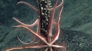 Happy #OceanExplorationDay! Despite being one of the largest living spaces on the planet and playing a vital role in our everyday lives and Earth’s overall ecosystem, the deep ocean remains largely unexplored. Ocean exploration allows us to increase understanding and in turn more effectively manage, conserve, and use ocean resources that are so vital to us all. On Ocean Exploration Day, take some time to learn more about what makes the ocean, in particular the deep ocean, so important to explore