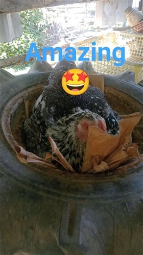 Chicken life 🤩😲🐔🐓👀 #animals #chicken #shorts