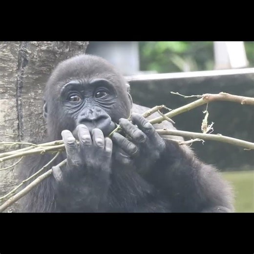 little #gorilla Ringo 3y old. #shorts. R咬樹枝