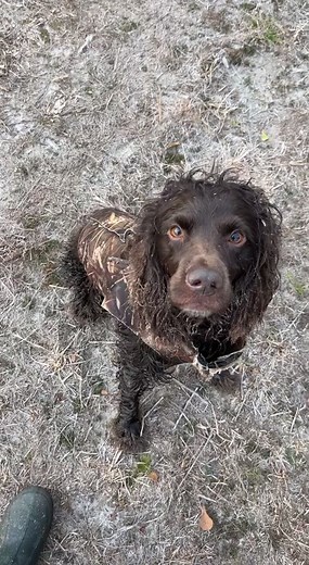 The little 40 pound dog held up well in the cold this morning. #crunchyears #boykinspaniel #duckhunt #getducks #majorleaguefowl #retriever #dogsoftiktok #hunting