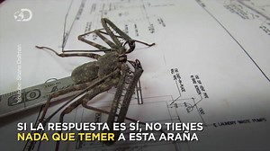 Las arañas látigo son totalmente inofensivas ya que carecen de veneno. | Discovery Channel España