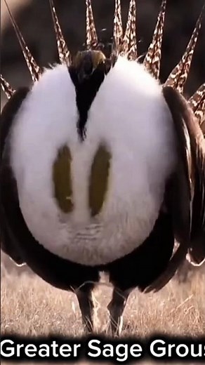 🎈top most American bird sounds #trending #birdsounds