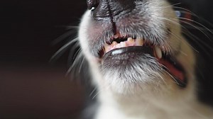 Dangerous angry dog. Aggressive puppy dog border collie baring teeth fangs looking aggressive dangerous. Guardian growling scary dog ready for attack. Pet infected by rabies.