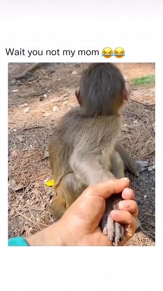 His reaction at the end😂😂 #randomfunnyvideos #laughoutloud #dailyjokes #topfunnymoments #funnyanimalvideos #viral