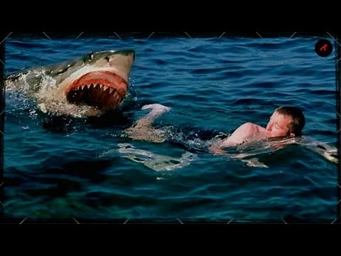 Top 10 Deadliest Shark Species
