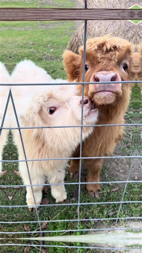 Mini Cows: Enhance Your Farm Life!