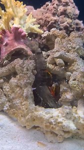 Ever seen an animal punch fast enough to break glass? Meet the mantis shrimp 😭🔥#insectopia #insects #insectsofinstagram #bugs #insectlife #wildlife #mantisshrimp #mantis | Insectopia