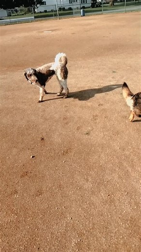 crazy_dog_person on TikTok