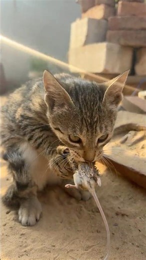 kitten meowing to attract cats