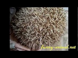 Hedgehog snoring 刺猬打呼噜