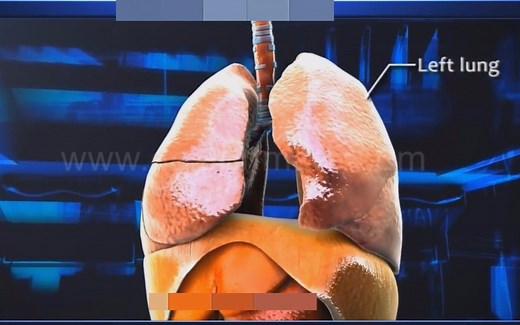 【生命科学】呼吸的过程究竟是怎样的？6分钟真正了解呼吸系统（乐喷网字幕）