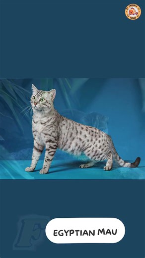 ABC Cat Alphabet Song - Part 1: A to H - #singing & #learning #abcd together