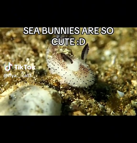 Discover the Adorable Sea Bunny Sounds