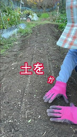 ほうれん草の種まき/種まきから発芽まで #週末農業 #家庭菜園 #田舎暮らし#週末農暮らし#限界集落