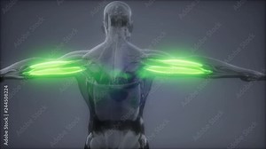 triceps - Visible muscle anatomy map