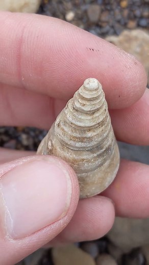 Perfect 100 million-year-old crystallized gastropod fossil!