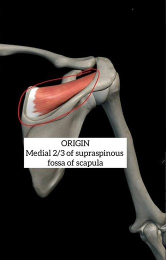 supraspinatus muscle with origin insertion |upperlimb anatomy