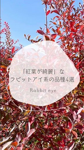 「紅葉」が綺麗なラビットアイ系ブルーベリーの品種4選 #ブルーベリーの森あづみの #ブルーベリー栽培