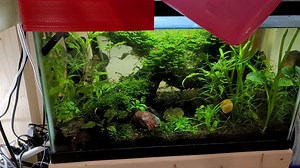 after many requests here is a video of my water diffuser in action on different sized tanks
