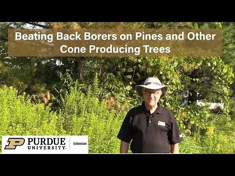 Beating Back Borers of Pines and Other Cone Bearing Trees with the Purdue Plant Doctor
