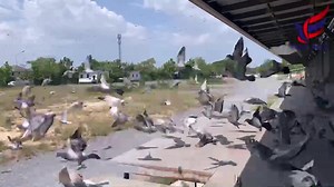 1M views · 40K reactions | Daily exercise via Facebook Live has skipped as too many requests from our agents to make this Video to use on other media platforms, enjoy !!! 홏홝홖홞홡홖홣홙 홈홖홨황홚홧홨 홁혾홄 홂홧홖홣홙 홋홧홞홭 홈홖홨황홚홧 홒홤홧홡홙 홇홚홖홪활홚 ퟰퟲ 환홤홪홣황홞홚홨 #longervideos www.thailandmastersfci.com | Thailand Masters FCI Grand Prix | Facebook