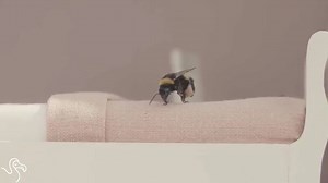 Welcome to the hotel for bees, where everyone gets her own plate of pollen 󾇡 | The Dodo