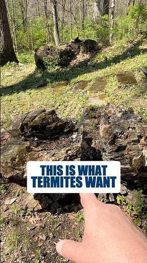 Why Termites Swarm to Your House in Spring #shorts